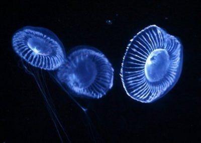 �о��ɹ���Crystal jellyfish ��ˮ��ˮĸ��