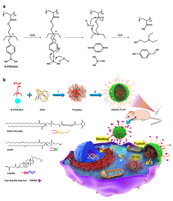 ROS響應的電荷反轉聚合物及其膜融