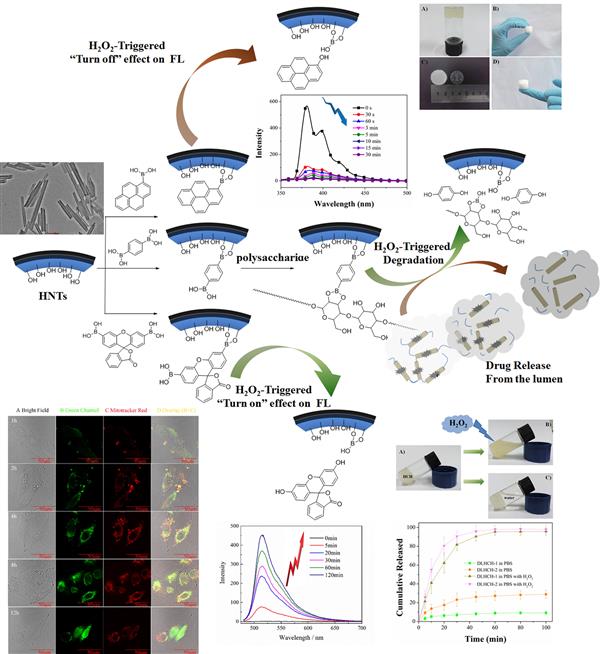 河北大學張海磊博士在埃洛石納米管