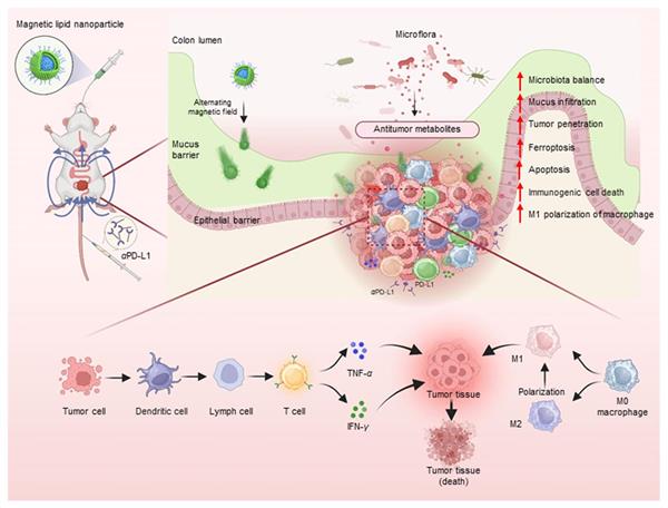 2024--Biomaterials刊登李寶儀關(guān)于
