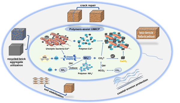 東南大學盧曉林課題組在微生物誘導