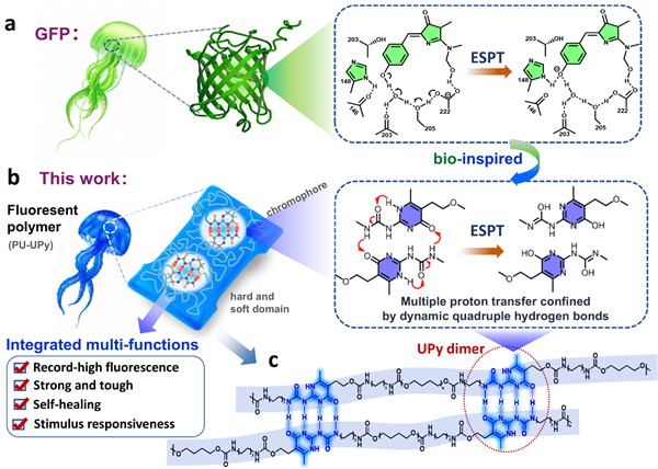 祝賀左晗博士關(guān)于四重氫鍵構(gòu)筑多功